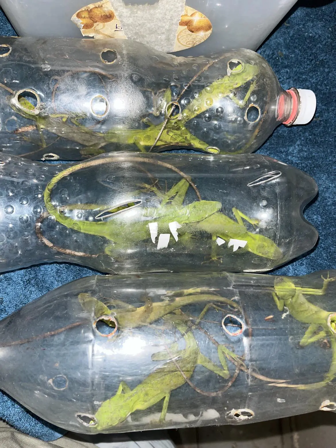Green-crested-lizard-in-the-coke-bottle-